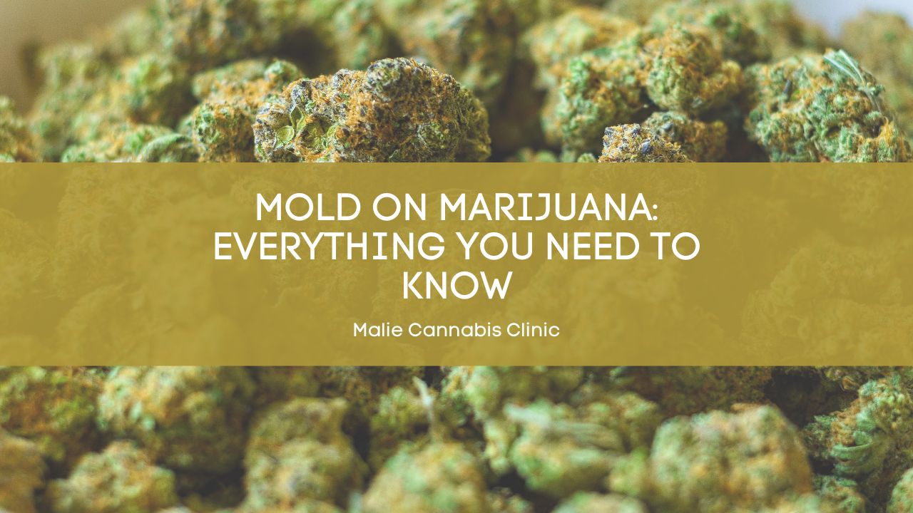 Mold on Marijuana: Everything You Need to Know